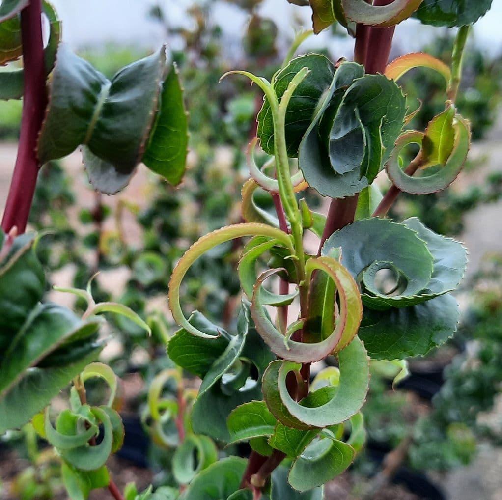 Salix Babylonica 'crispa' - View 18 from www redcrocus com