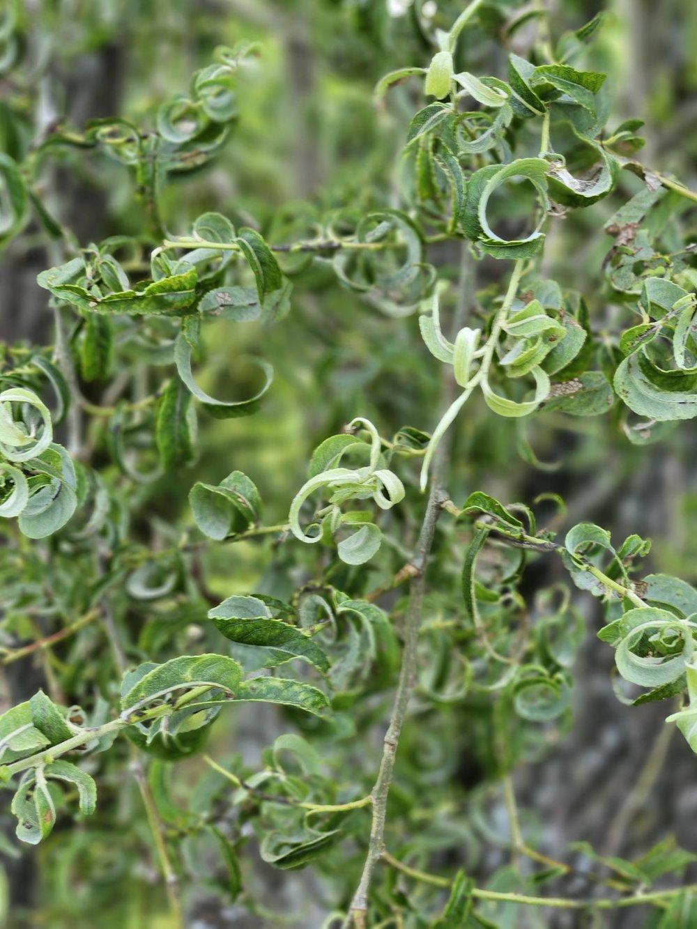 Salix Babylonica 'crispa' - View 1 from www redcrocus com
