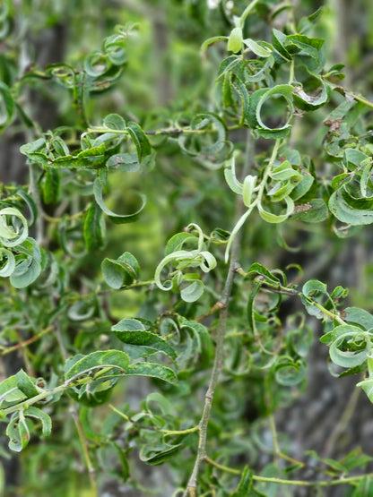 Salix Babylonica 'crispa' - View 20 from www redcrocus com
