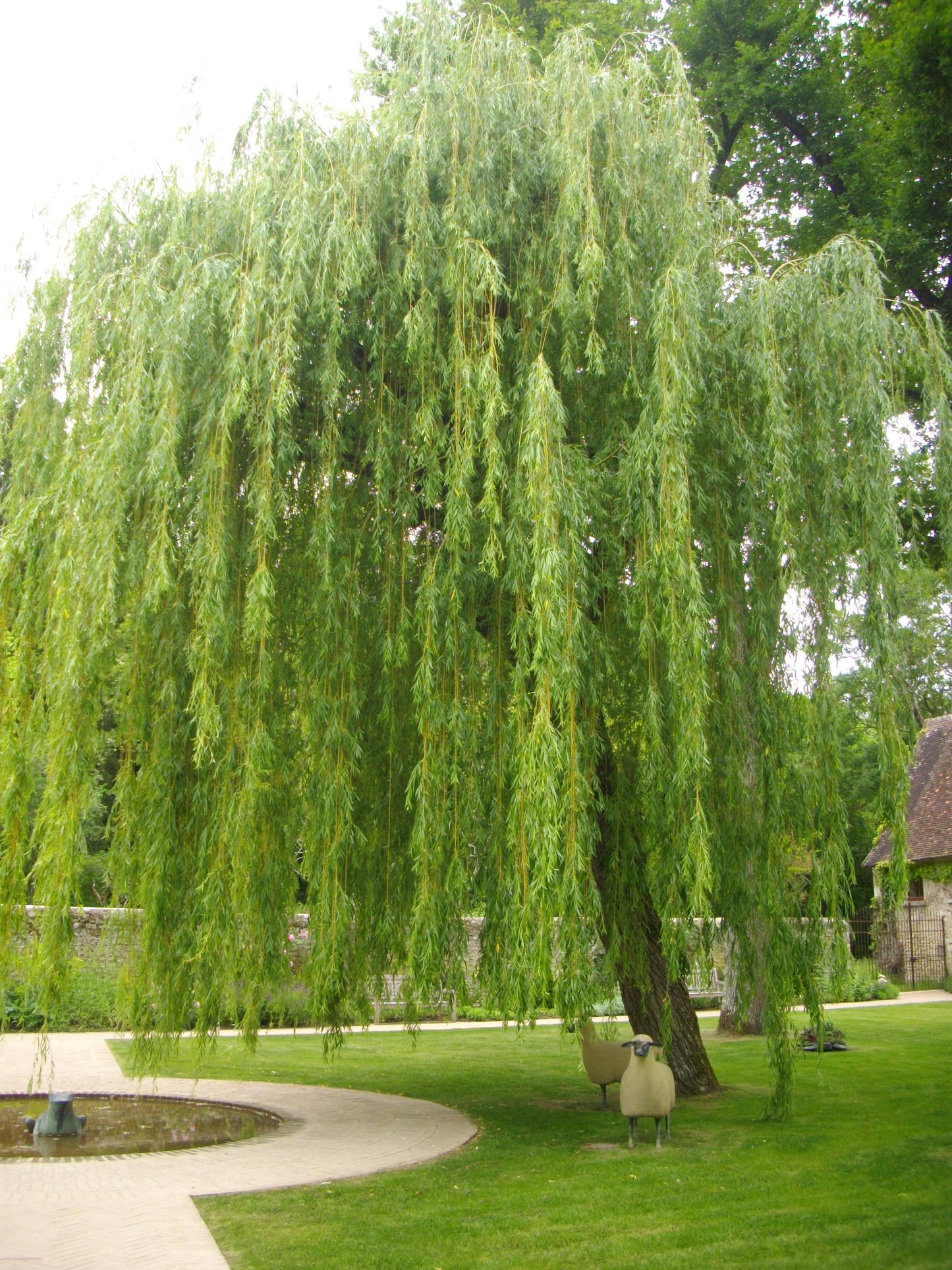 Salix Babylonica 'crispa' - View 22 from www redcrocus com