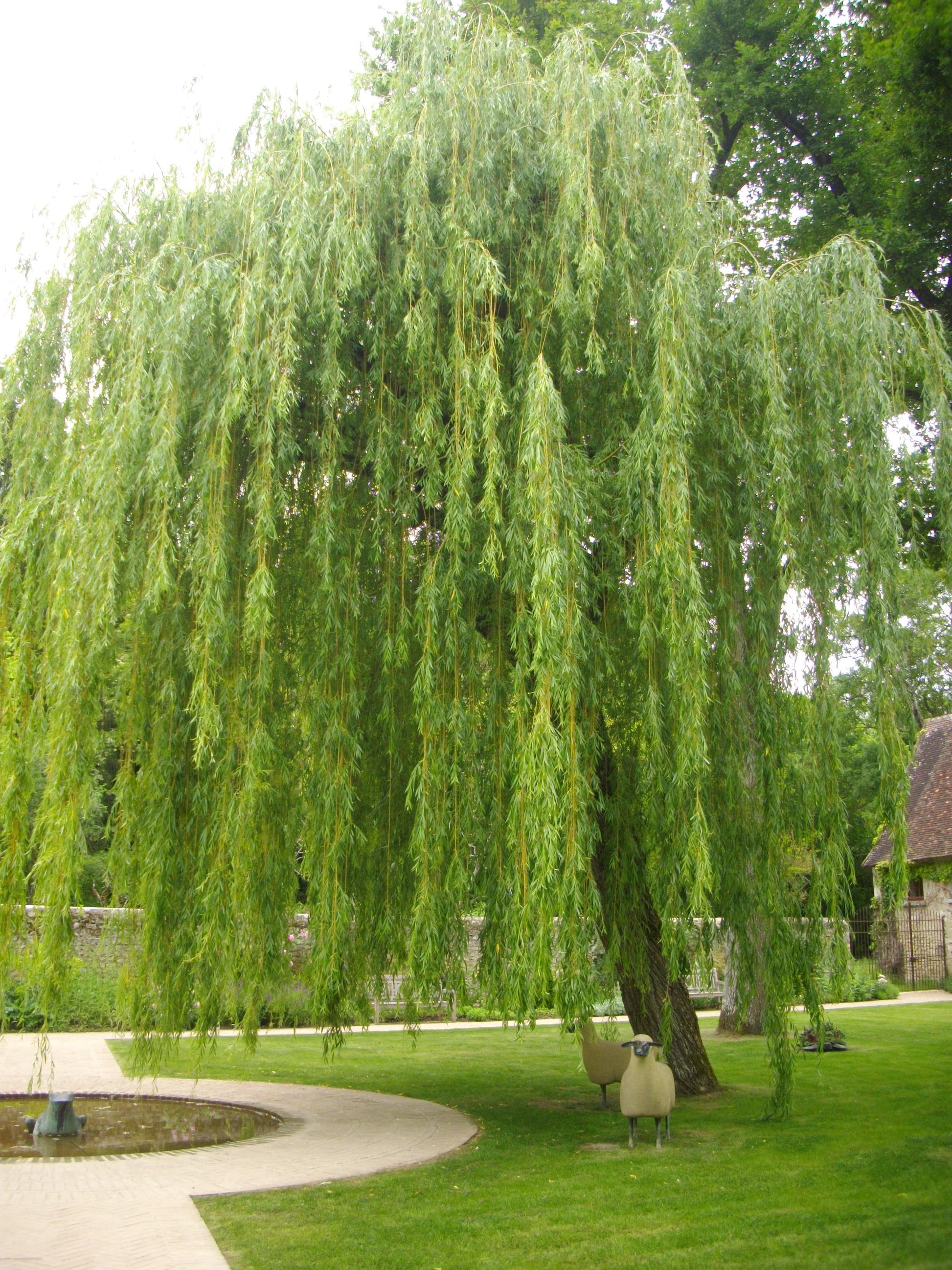 Salix Babylonica 'crispa' - View 22 from www redcrocus com