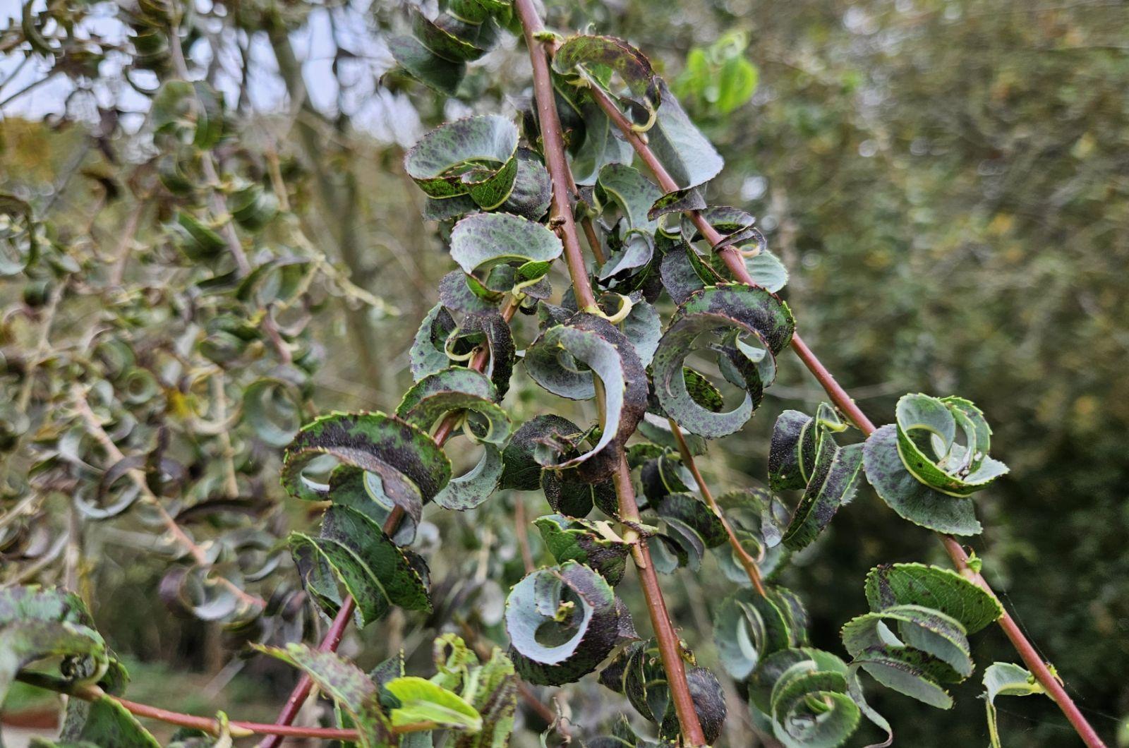 Salix Babylonica 'crispa' - View 26 from www redcrocus com