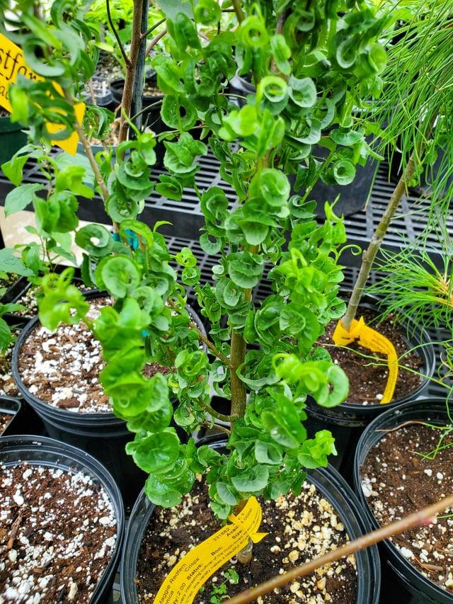 Salix Babylonica 'crispa' - View 27 from www redcrocus com