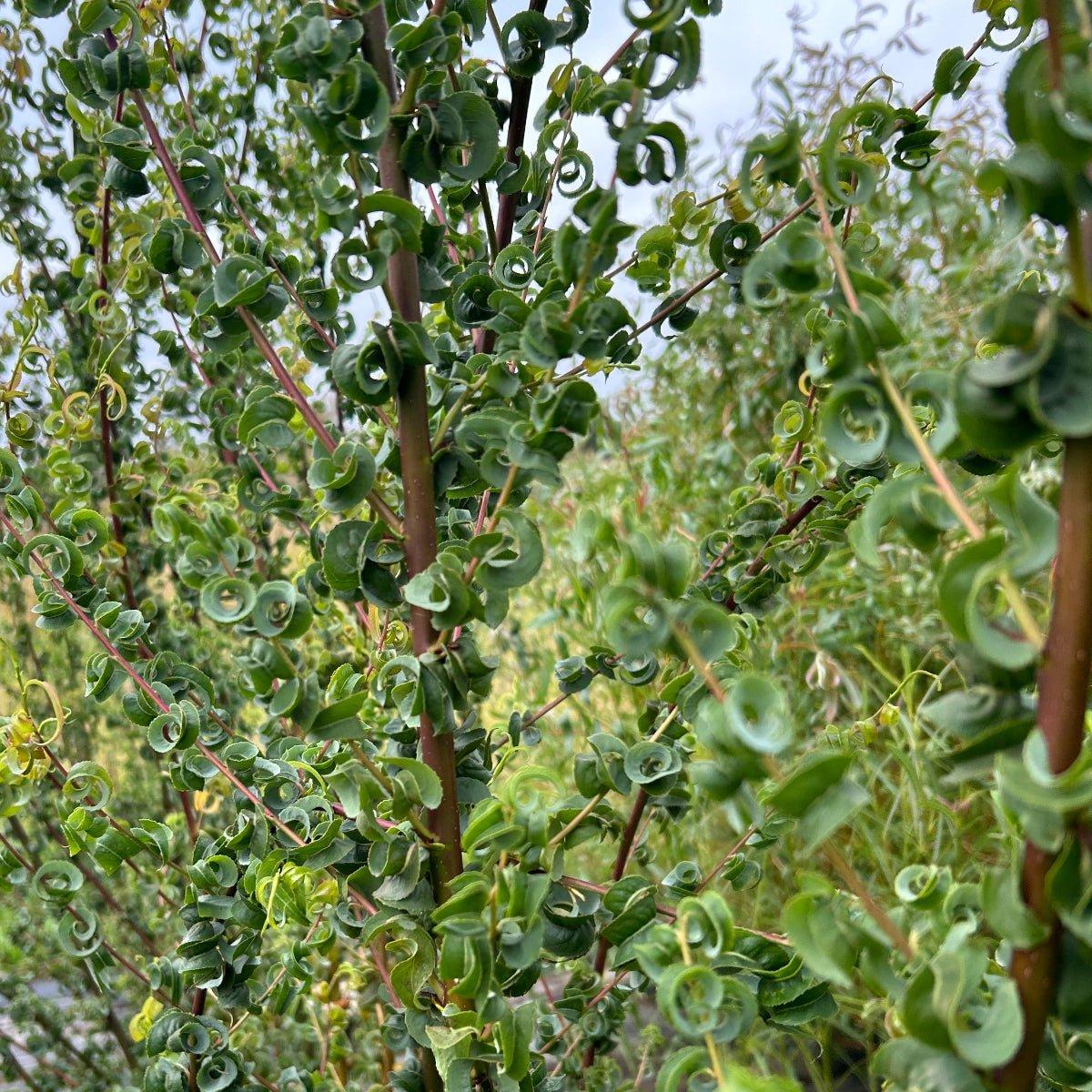 Salix Babylonica 'crispa' - View 30 from www redcrocus com