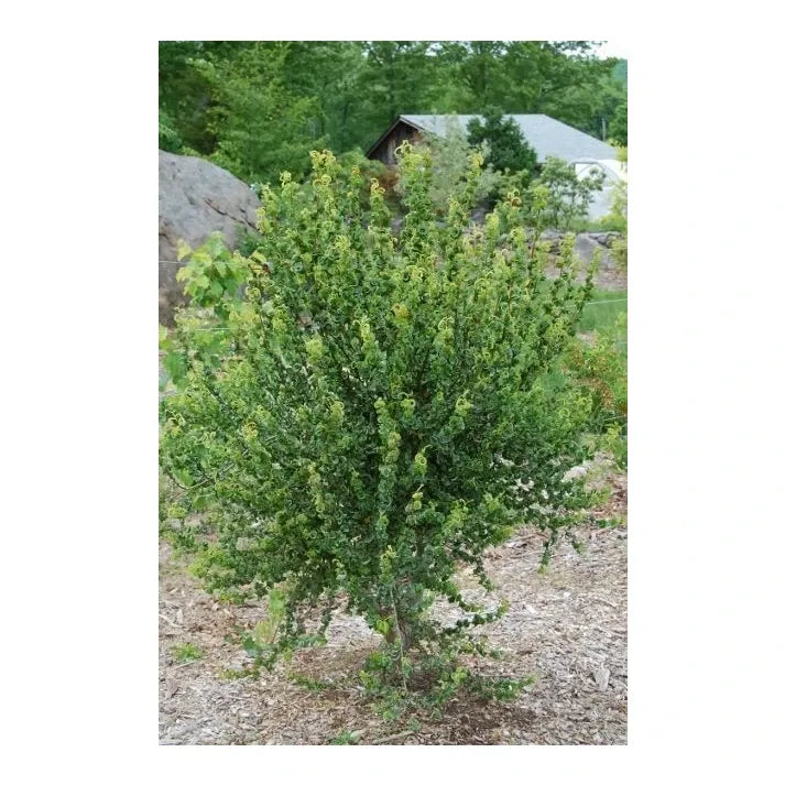 Salix Babylonica 'crispa' - View 32 from www redcrocus com