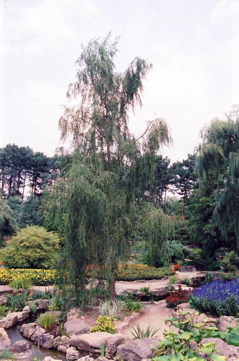 Salix Babylonica 'crispa' - View 3 from www redcrocus com