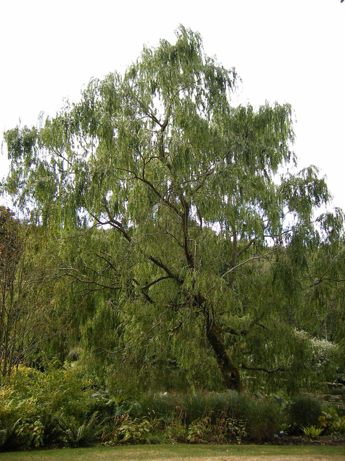 Salix Babylonica 'crispa' - View 6 from www redcrocus com