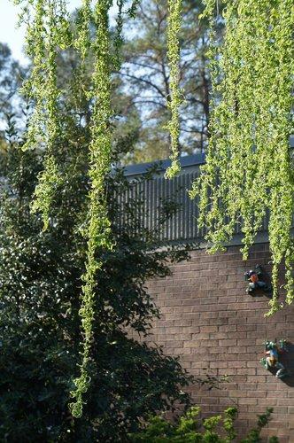 Salix Babylonica 'crispa' - View 7 from www redcrocus com