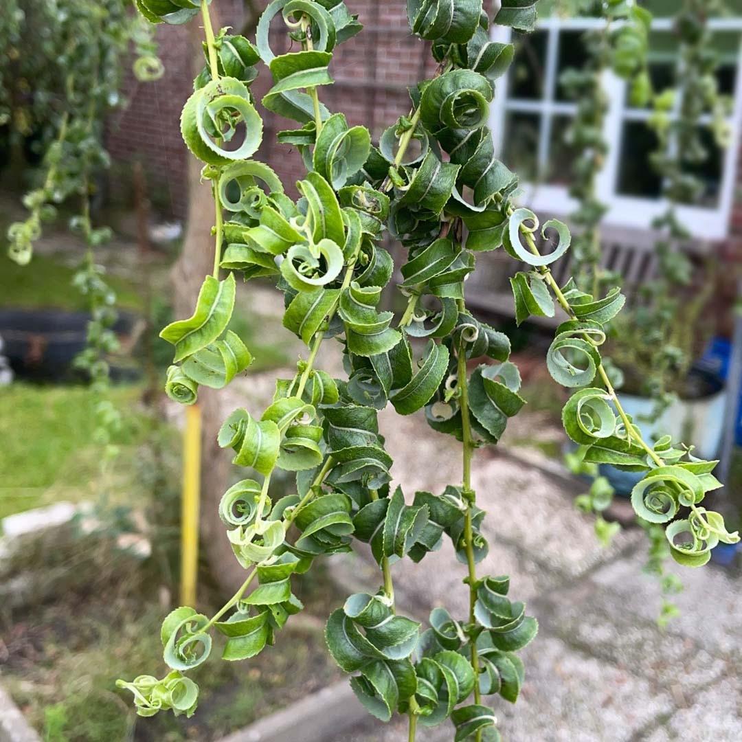 Salix Babylonica 'crispa' - View 8 from www redcrocus com