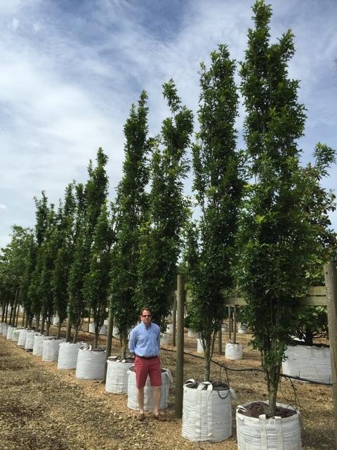 Quercus Palustris 'green Pillar' - View 16 from www redcrocus com