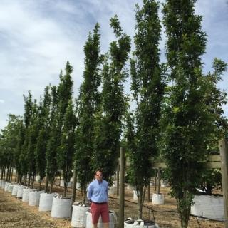 Quercus Palustris 'green Pillar' - View 18 from www redcrocus com