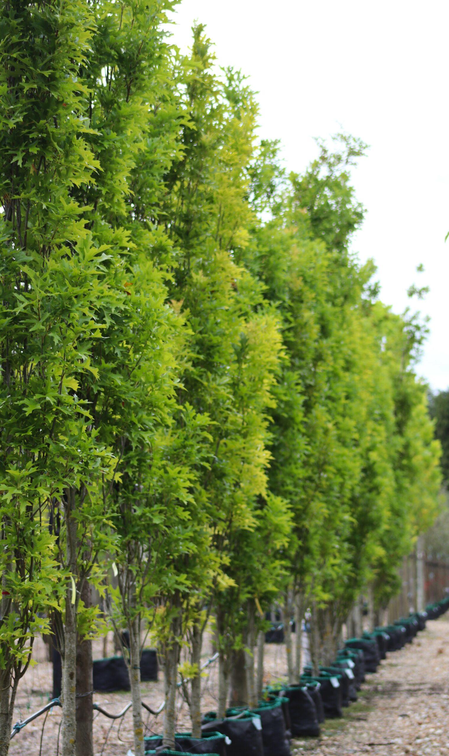 Quercus Palustris 'green Pillar' - View 30 from www redcrocus com