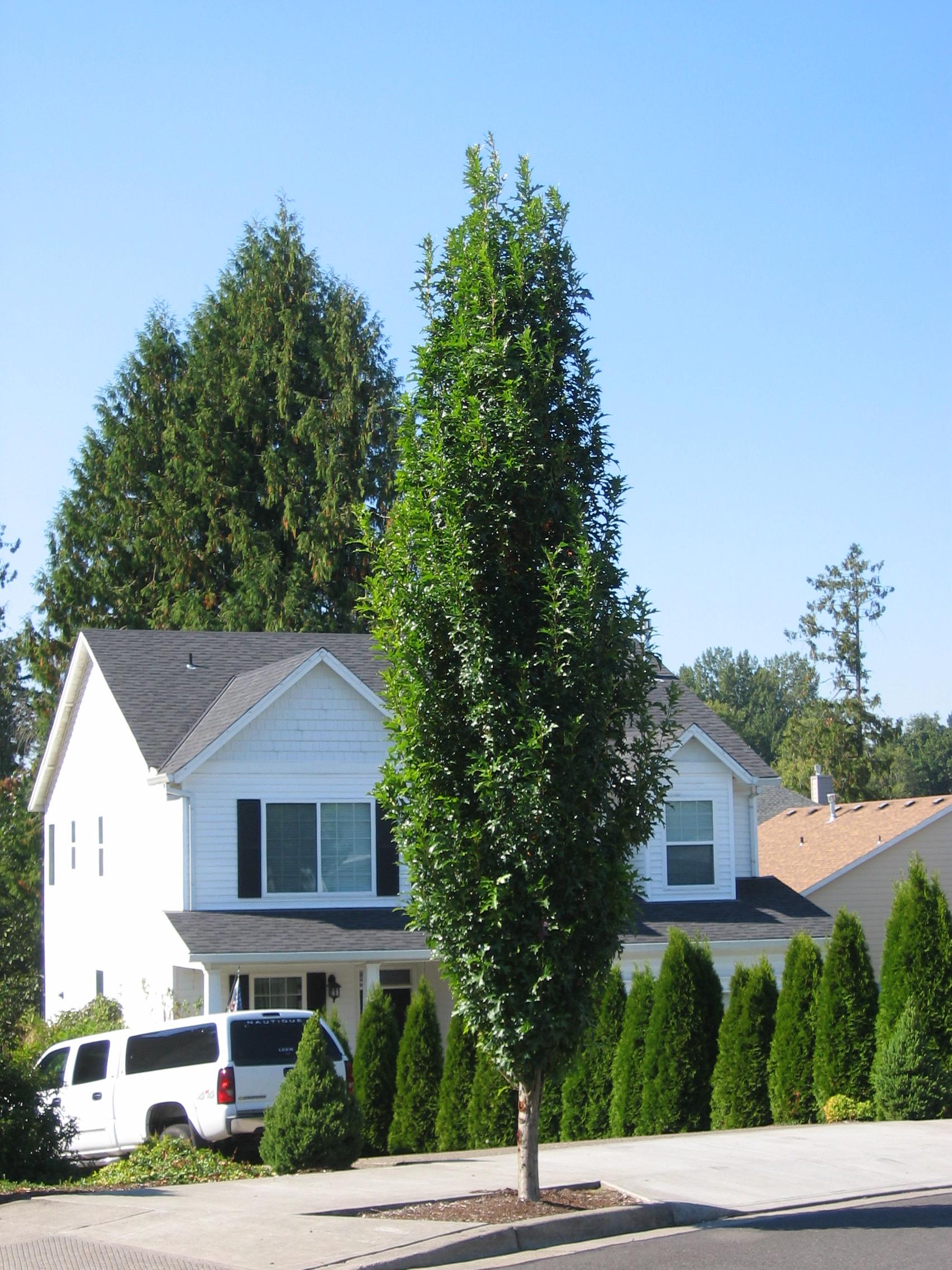 Quercus Palustris 'green Pillar' - View 35 from www redcrocus com