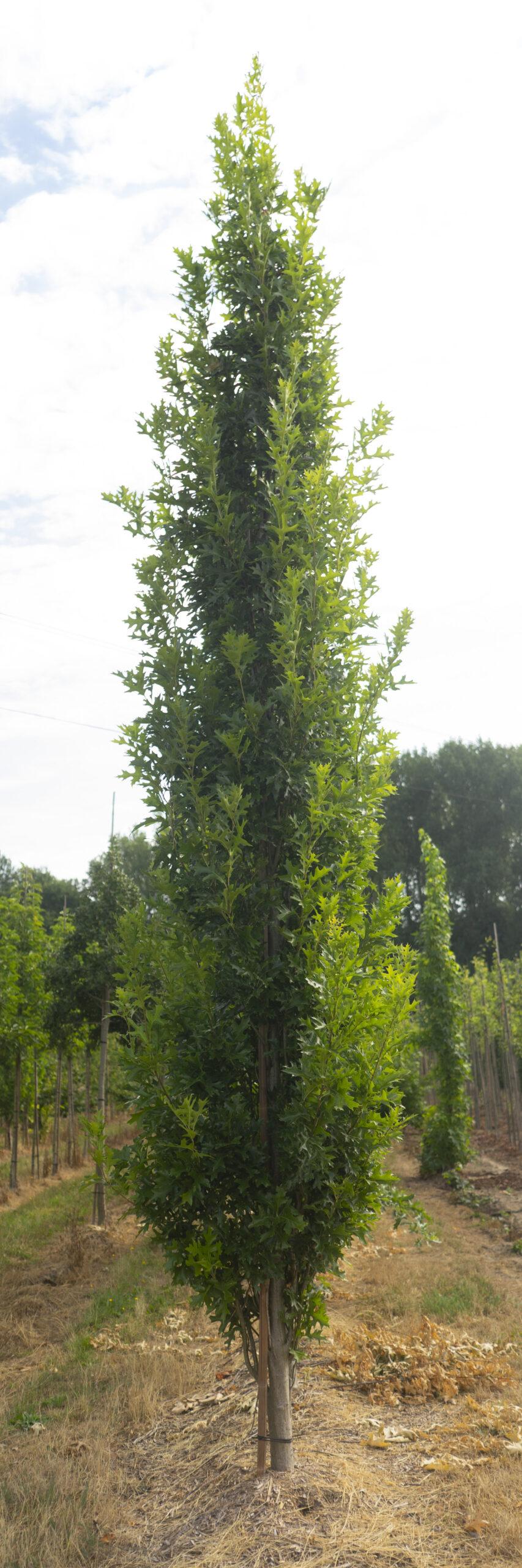 Quercus Palustris 'green Pillar' - View 38 from www redcrocus com