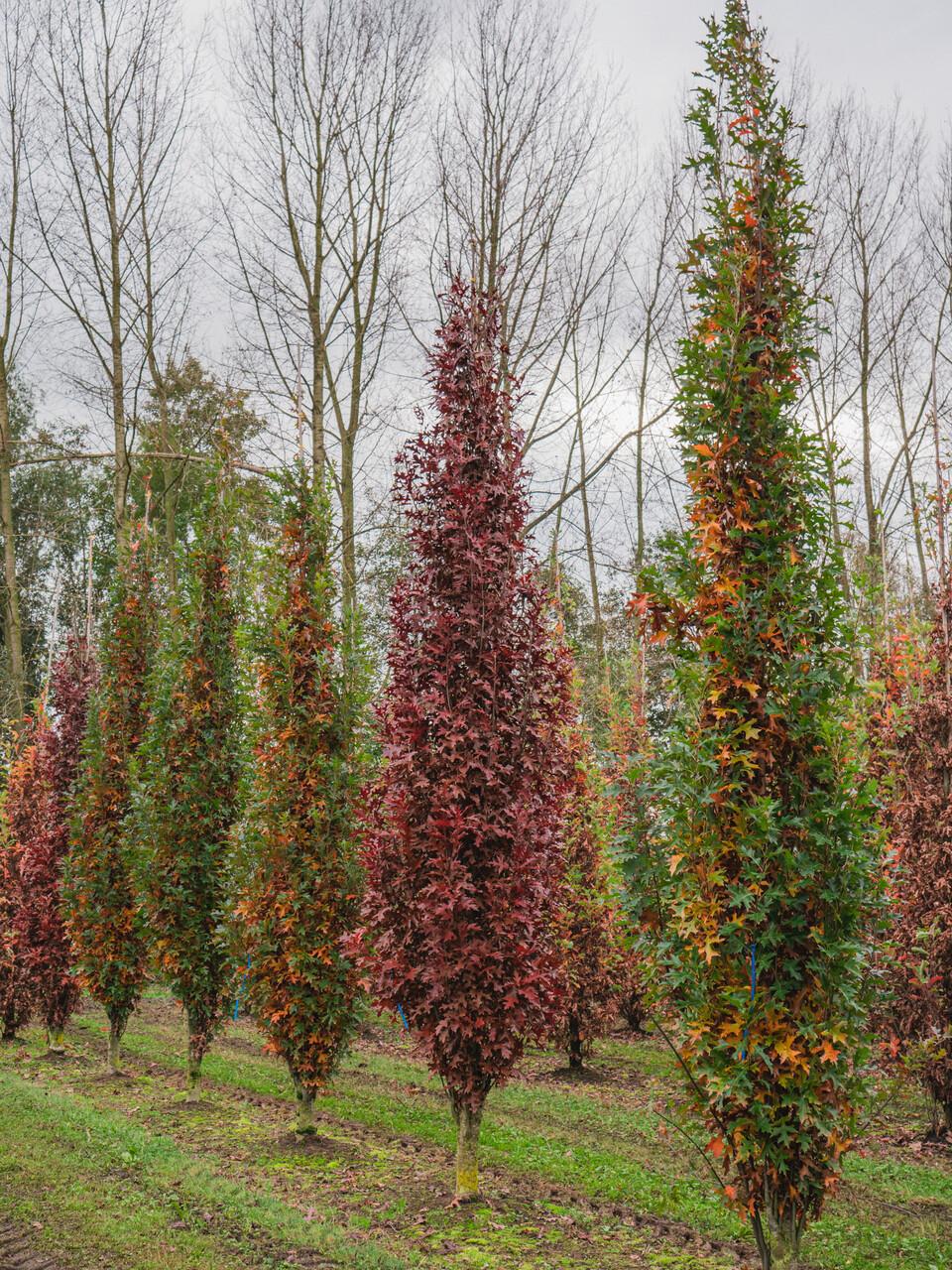 Quercus Palustris 'green Pillar' - View 3 from www redcrocus com