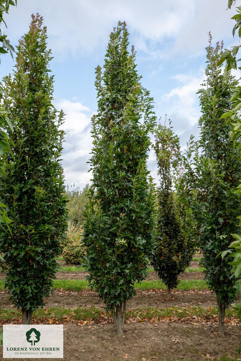Quercus Palustris 'green Pillar' - View 5 from www redcrocus com