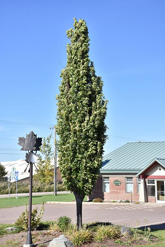 Quercus Palustris 'green Pillar' - View 7 from www redcrocus com