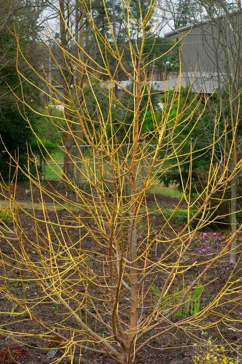 Acer Negundo - View 11 from www redcrocus com