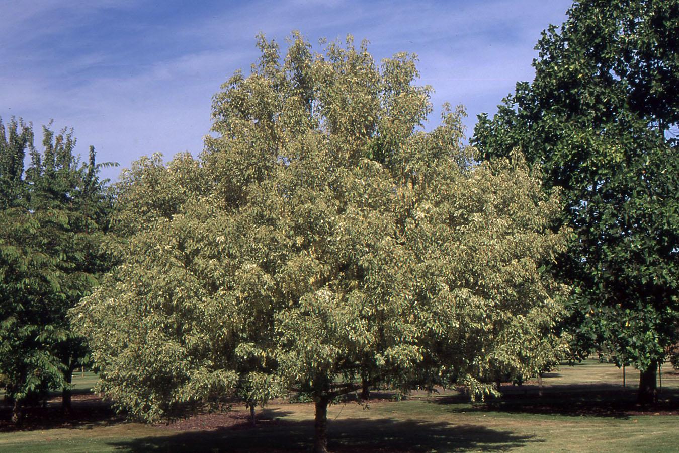 Acer Negundo - View 12 from www redcrocus com