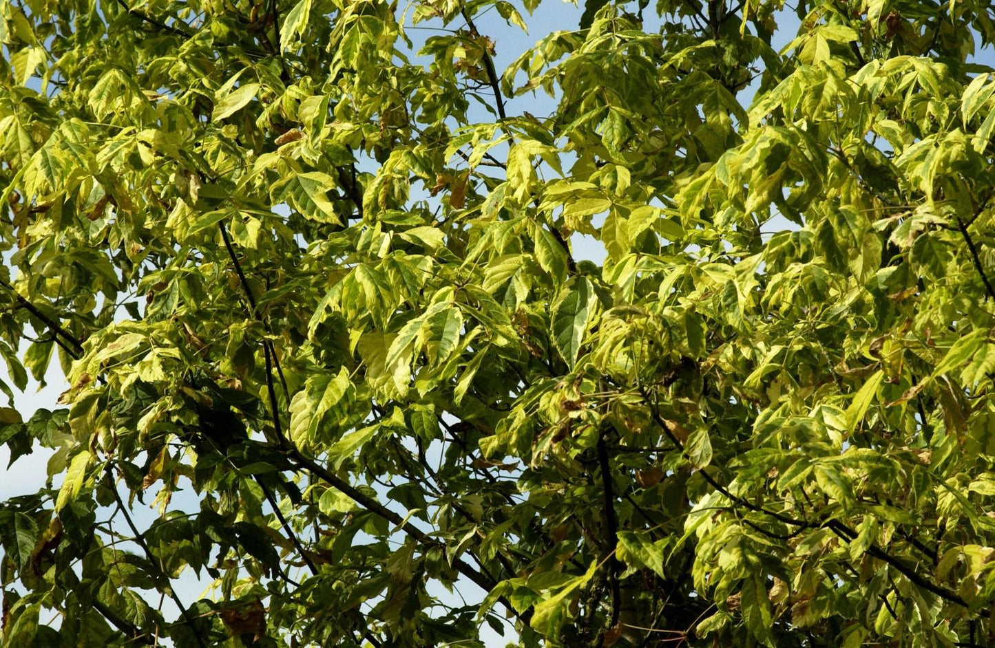 Acer Negundo - View 13 from www redcrocus com