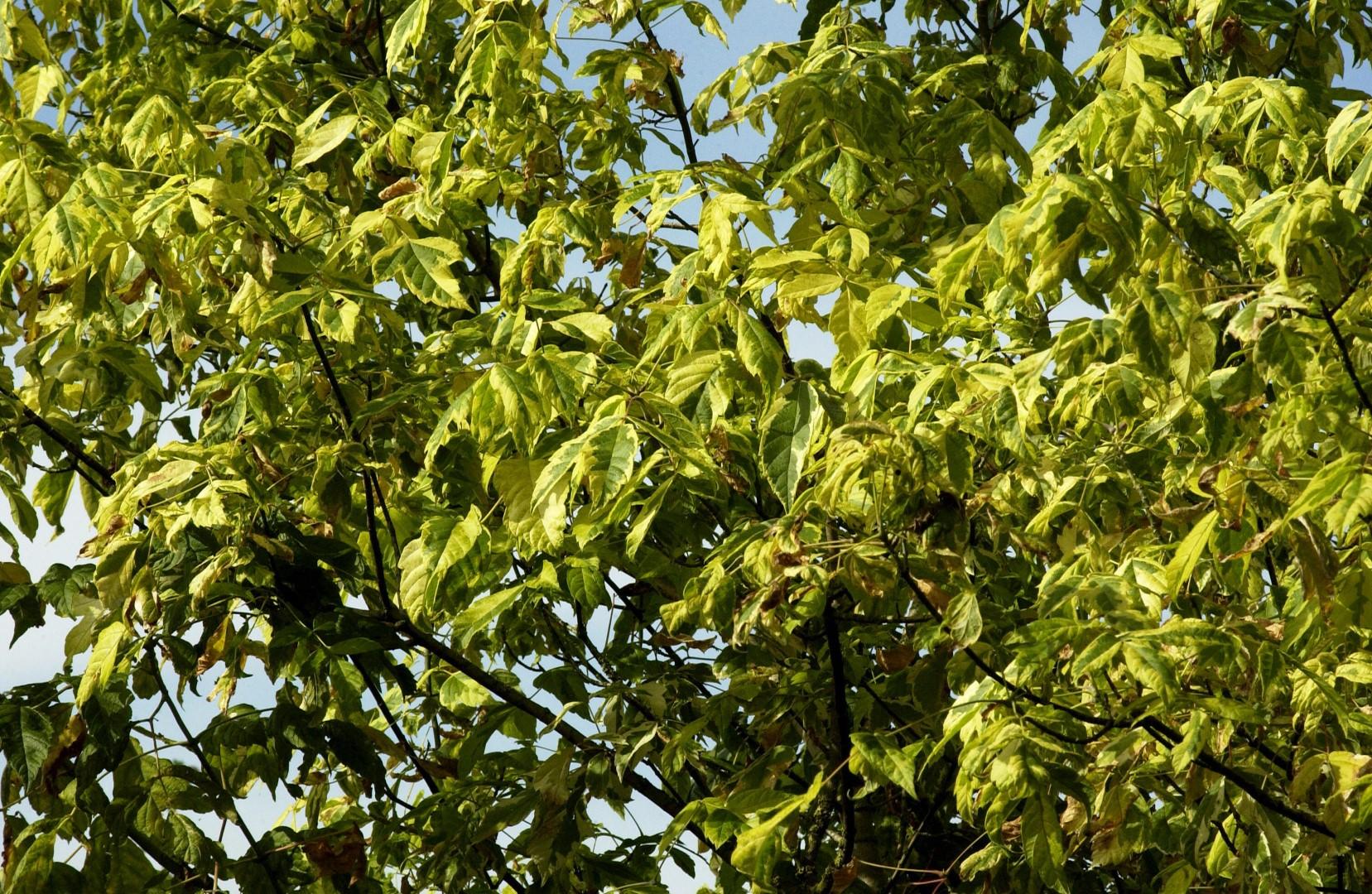 Acer Negundo - View 13 from www redcrocus com