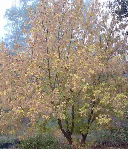 Acer Negundo - View 15 from www redcrocus com