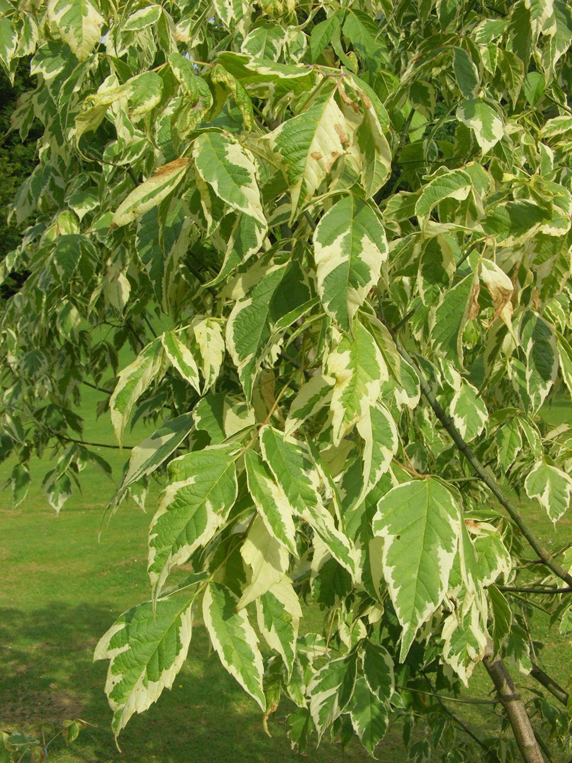 Acer Negundo - View 16 from www redcrocus com