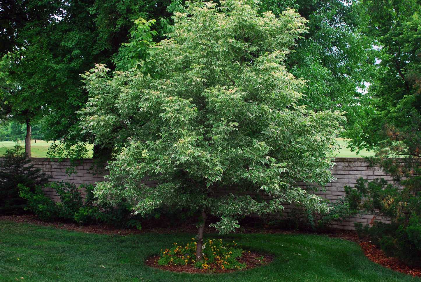 Acer Negundo - View 17 from www redcrocus com