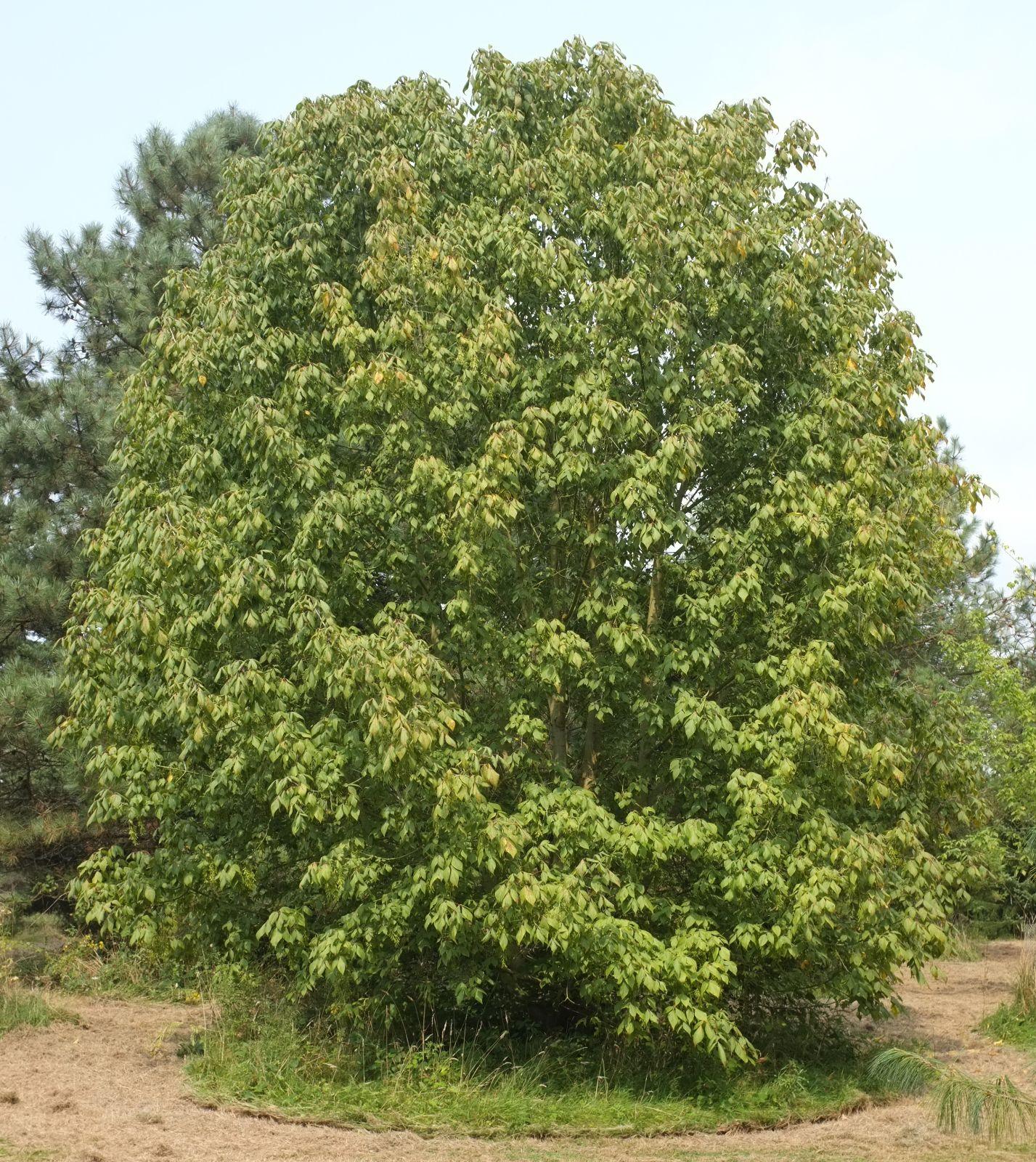 Acer Negundo - View 1 from www redcrocus com