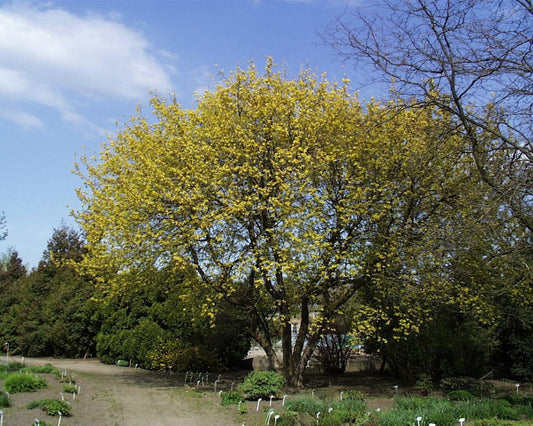 Acer Negundo - View 22 from www redcrocus com
