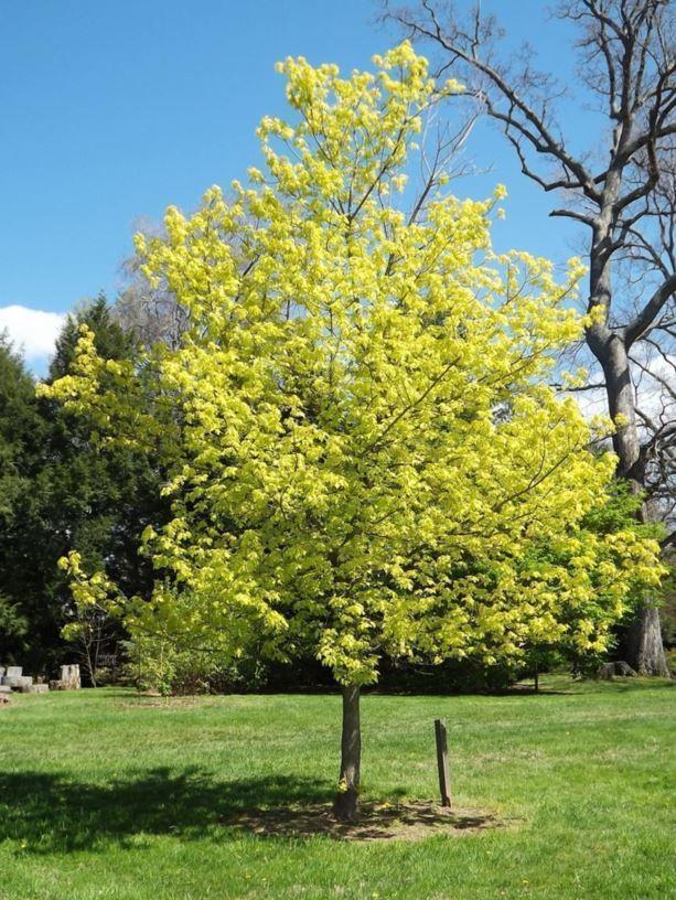 Acer Negundo - View 23 from www redcrocus com