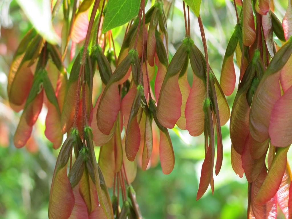 Acer Negundo - View 24 from www redcrocus com