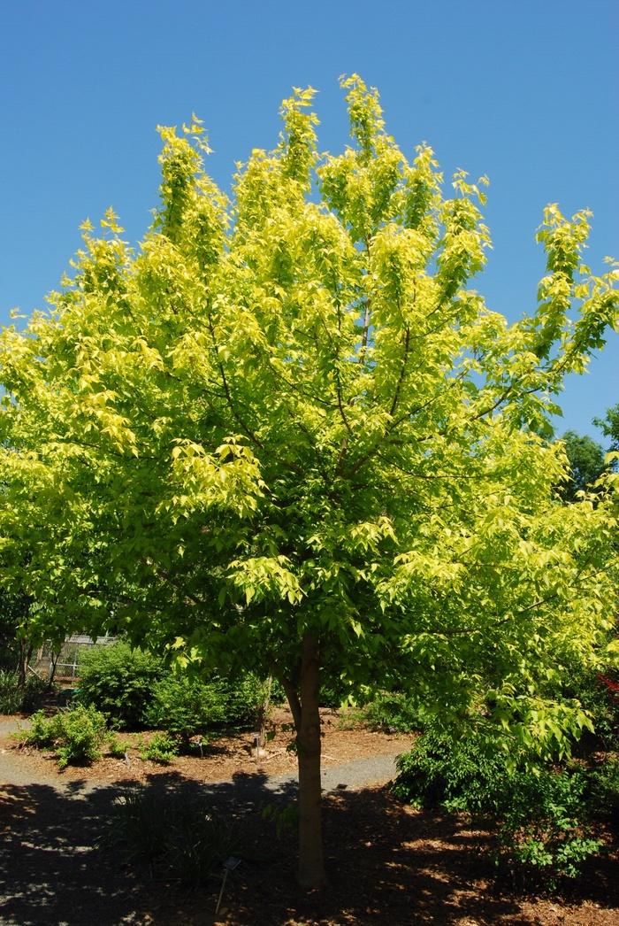 Acer Negundo - View 25 from www redcrocus com