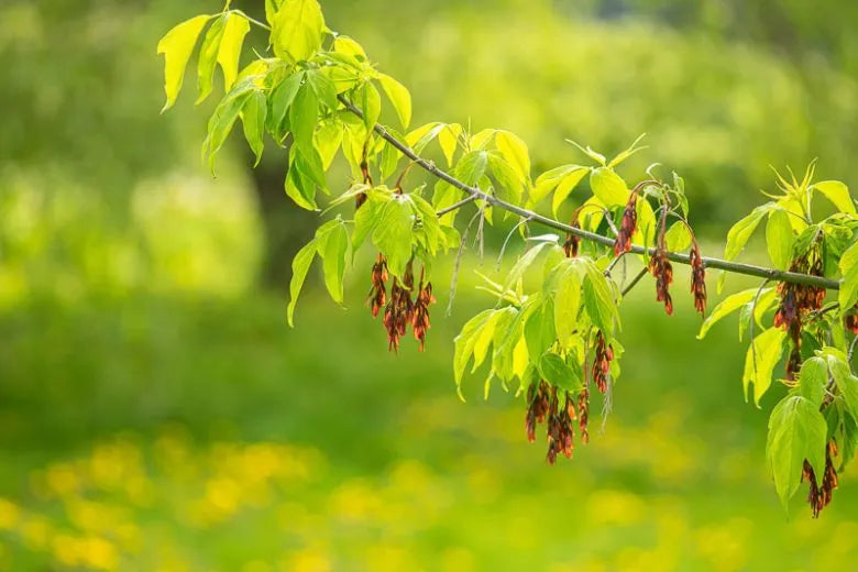 Acer Negundo - View 26 from www redcrocus com