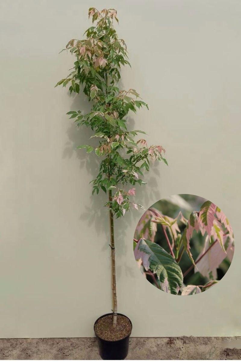 Acer Negundo - View 27 from www redcrocus com