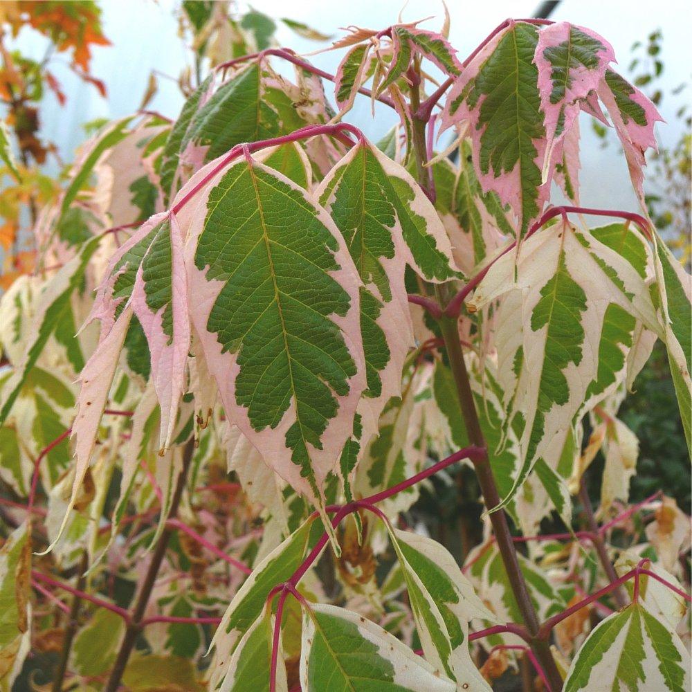 Acer Negundo - View 30 from www redcrocus com