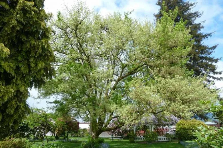 Acer Negundo - View 31 from www redcrocus com