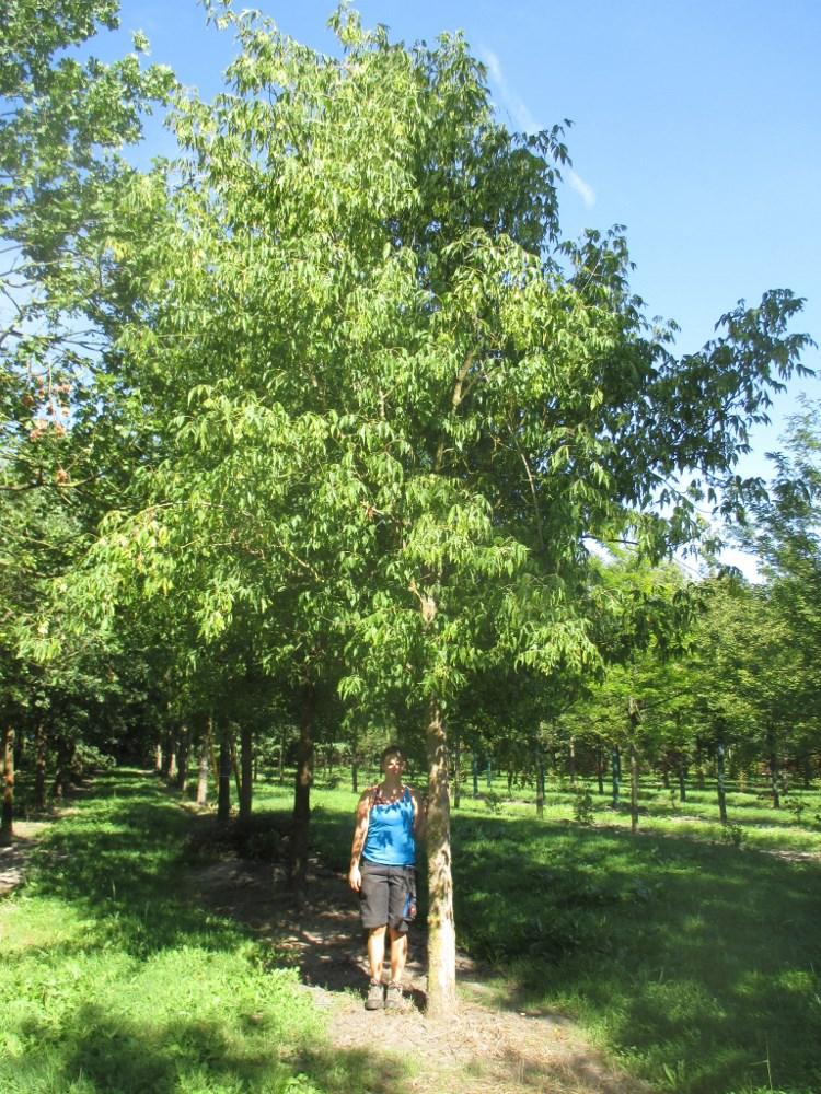 Acer Negundo - View 33 from www redcrocus com