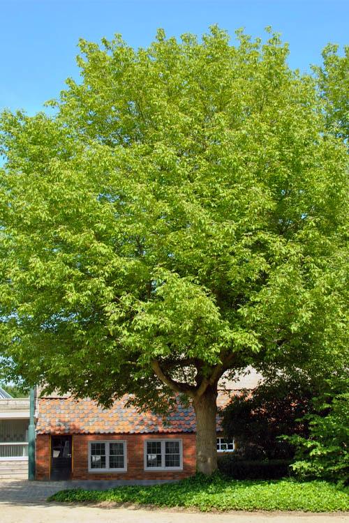 Acer Negundo - View 34 from www redcrocus com