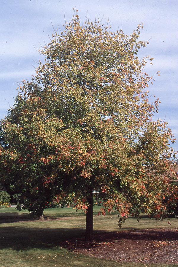 Acer Negundo - View 35 from www redcrocus com