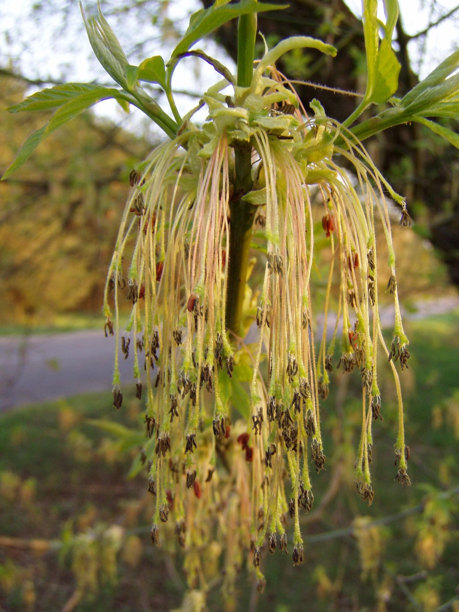 Acer Negundo - View 36 from www redcrocus com