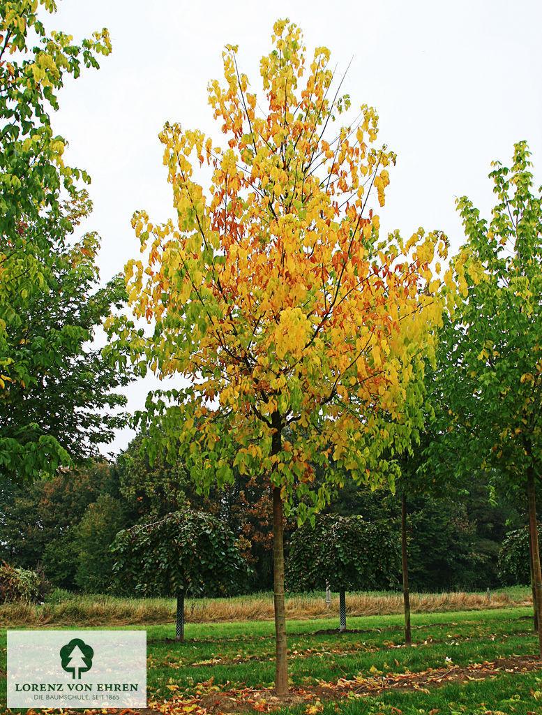 Acer Negundo - View 37 from www redcrocus com