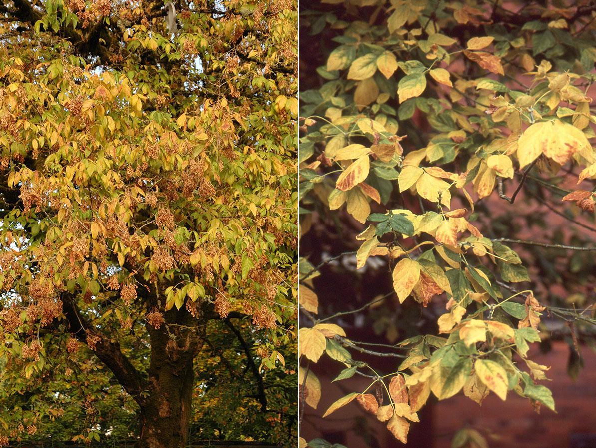 Acer Negundo - View 38 from www redcrocus com