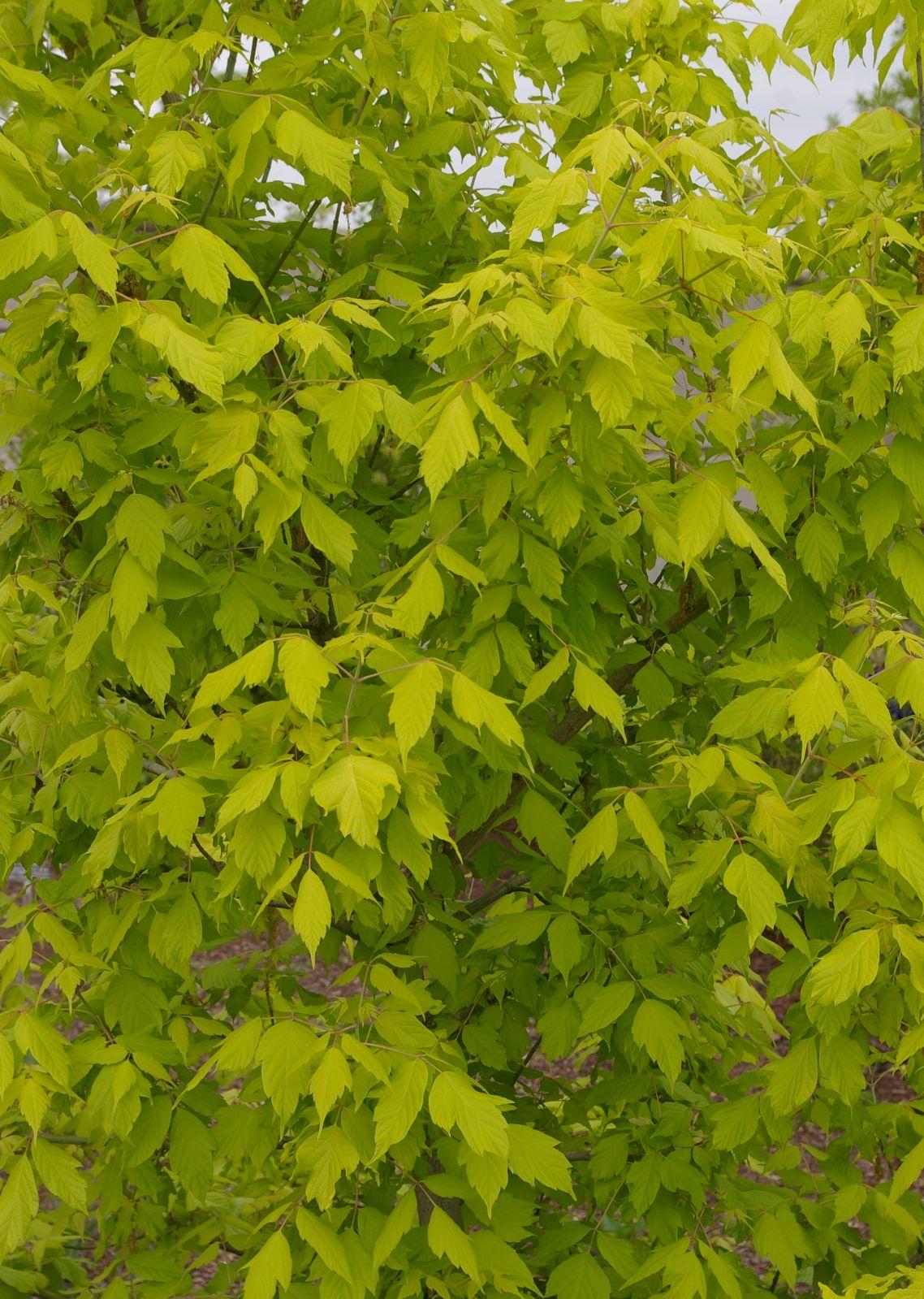 Acer Negundo - View 3 from www redcrocus com