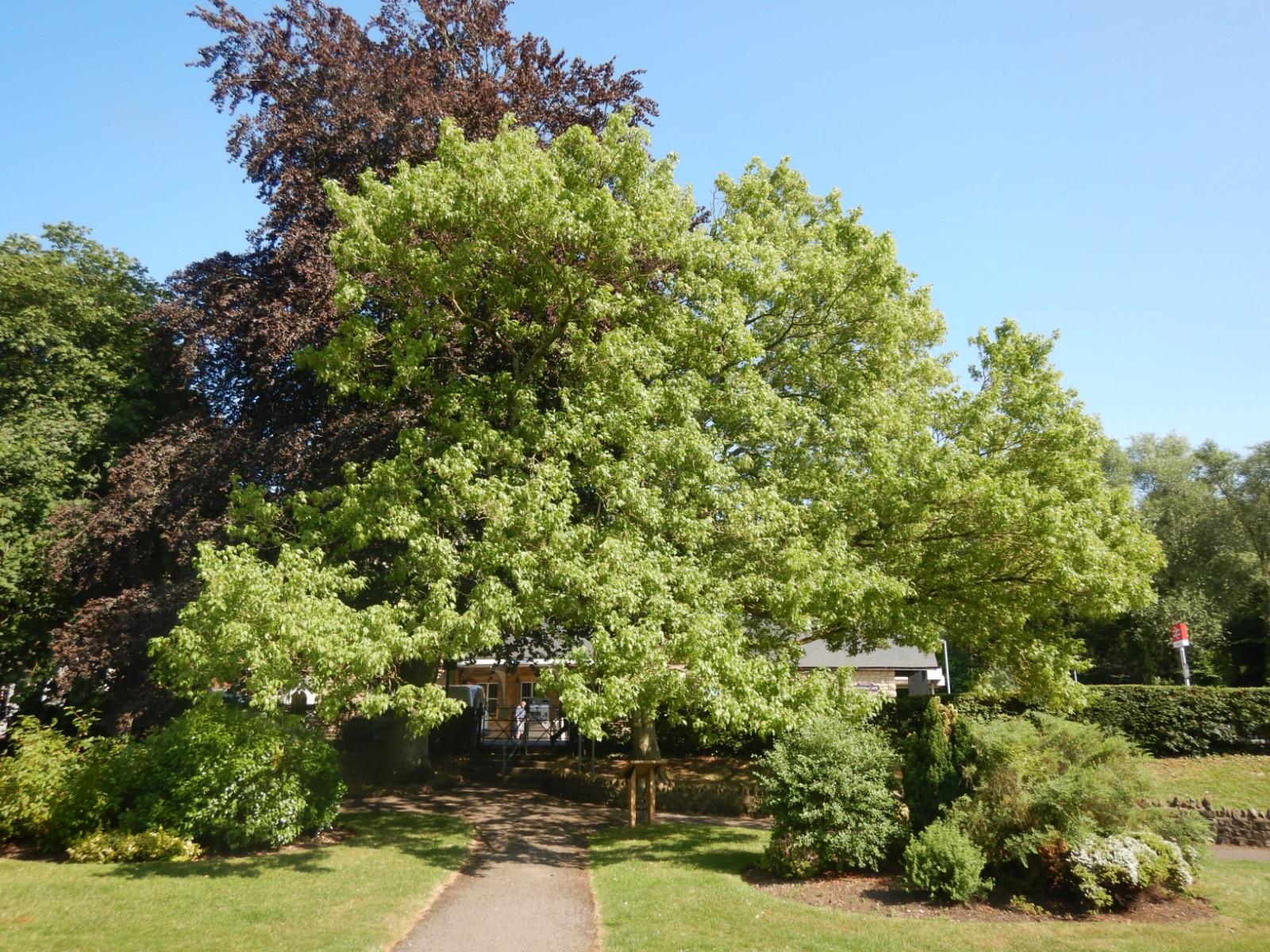 Acer Negundo - View 8 from www redcrocus com