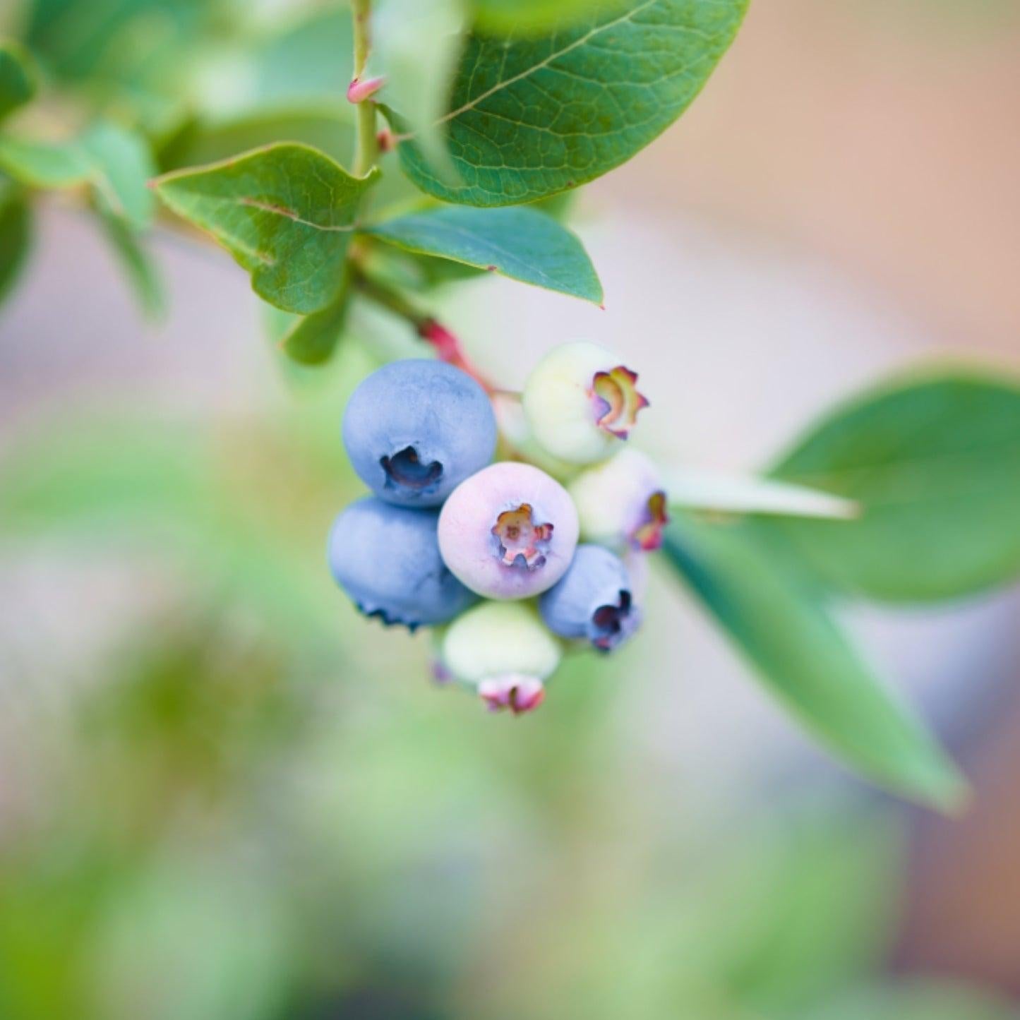 Blueberry, Vaccinium Corymbosum 'elliott' - View 10 from www redcrocus com