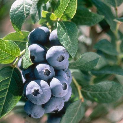 Blueberry, Vaccinium Corymbosum 'elliott' - View 14 from www redcrocus com