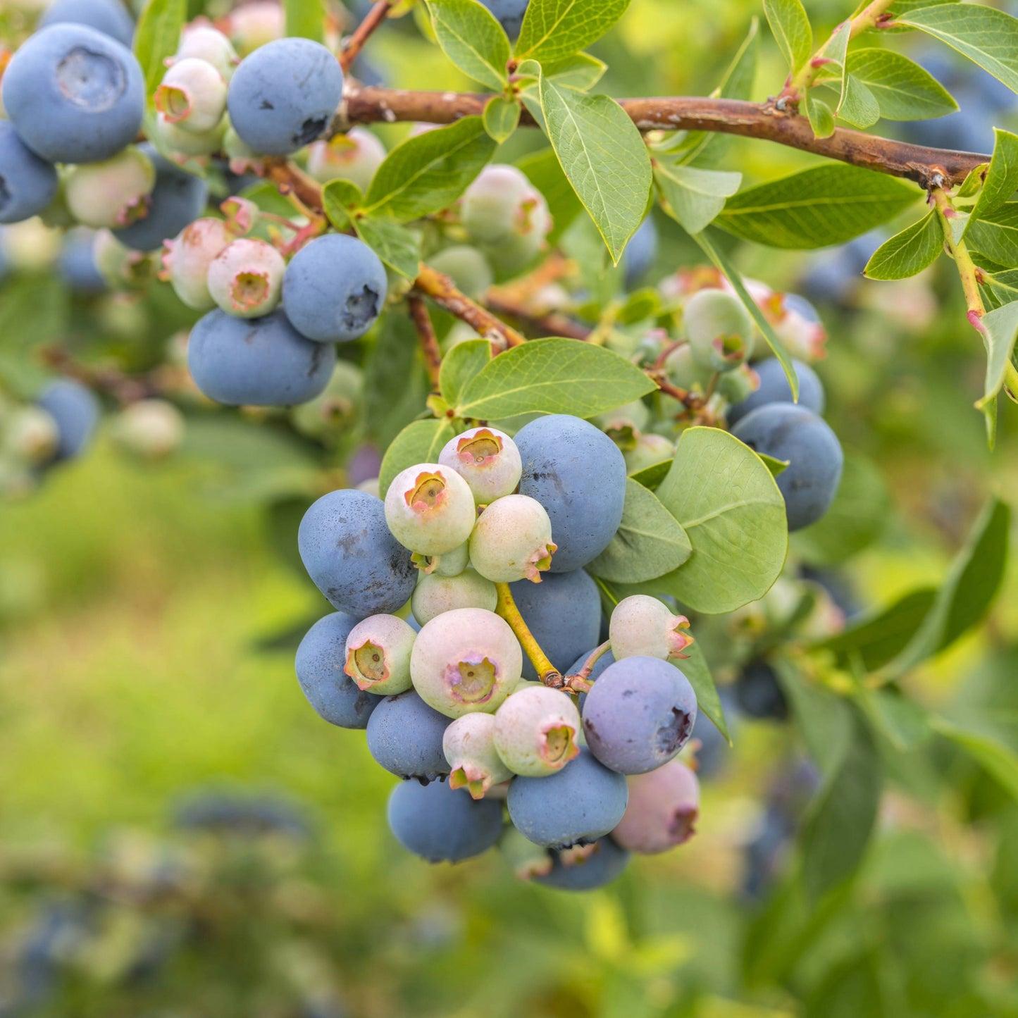 Blueberry, Vaccinium Corymbosum 'elliott' - View 16 from www redcrocus com