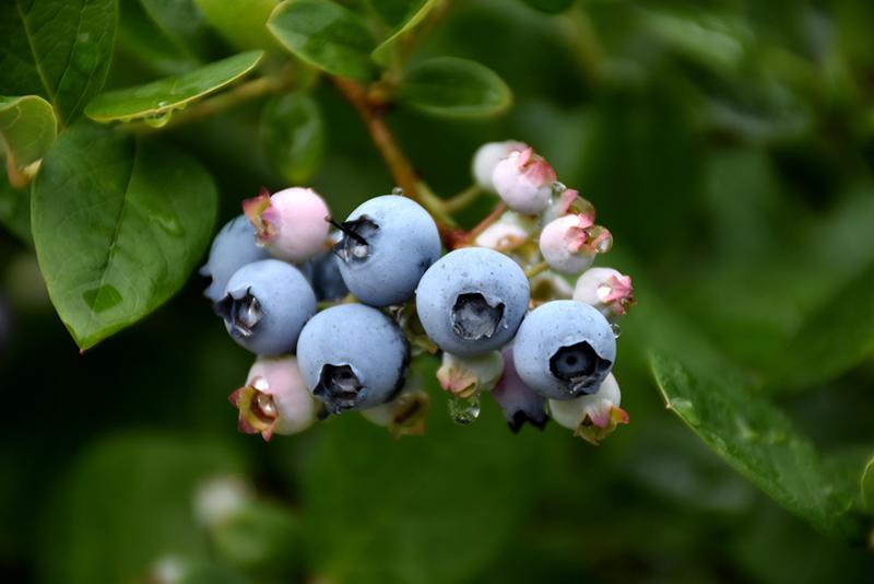 Blueberry, Vaccinium Corymbosum 'elliott' - View 1 from www redcrocus com
