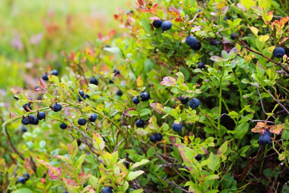Blueberry, Vaccinium Corymbosum 'elliott' - View 24 from www redcrocus com